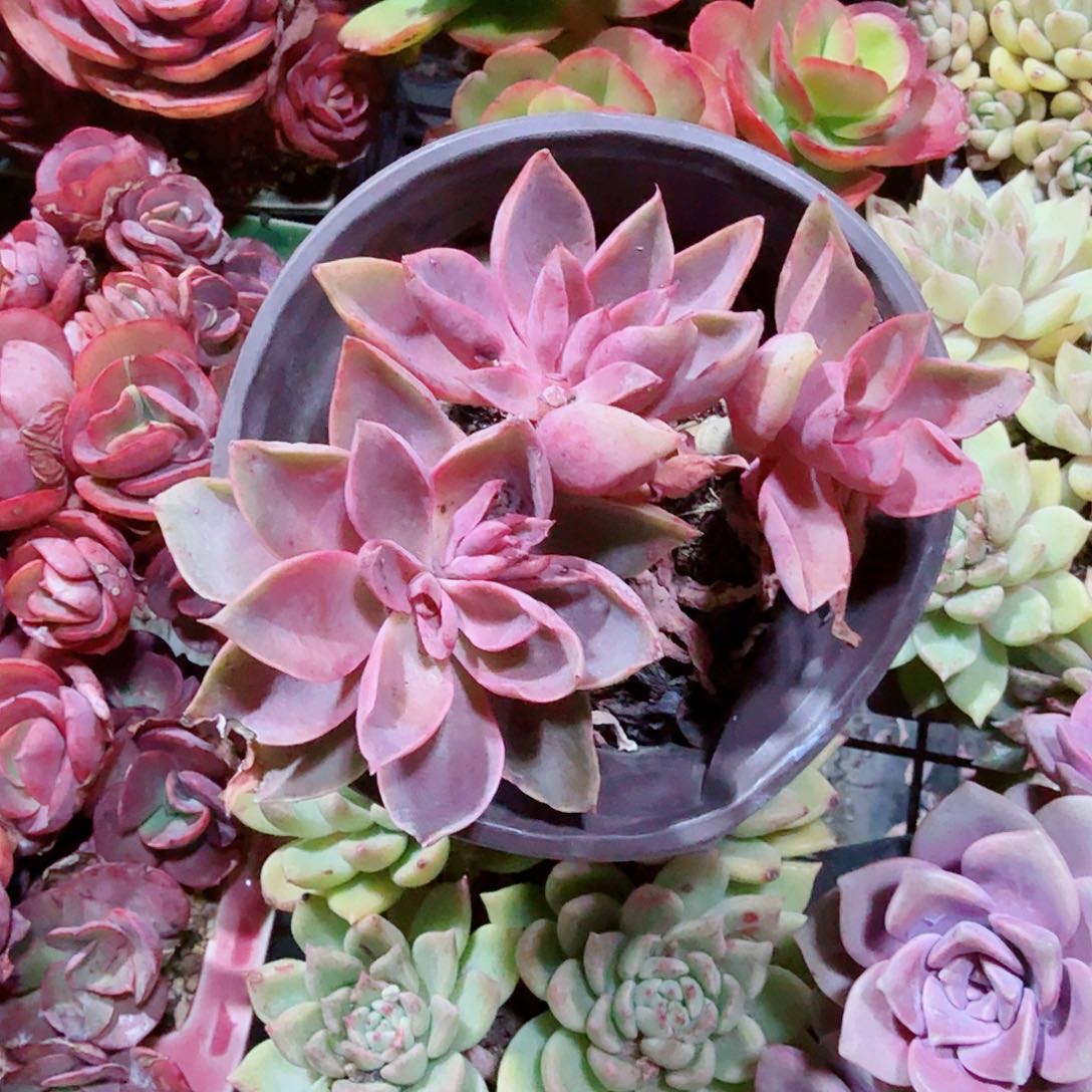 紫气东来多肉植物