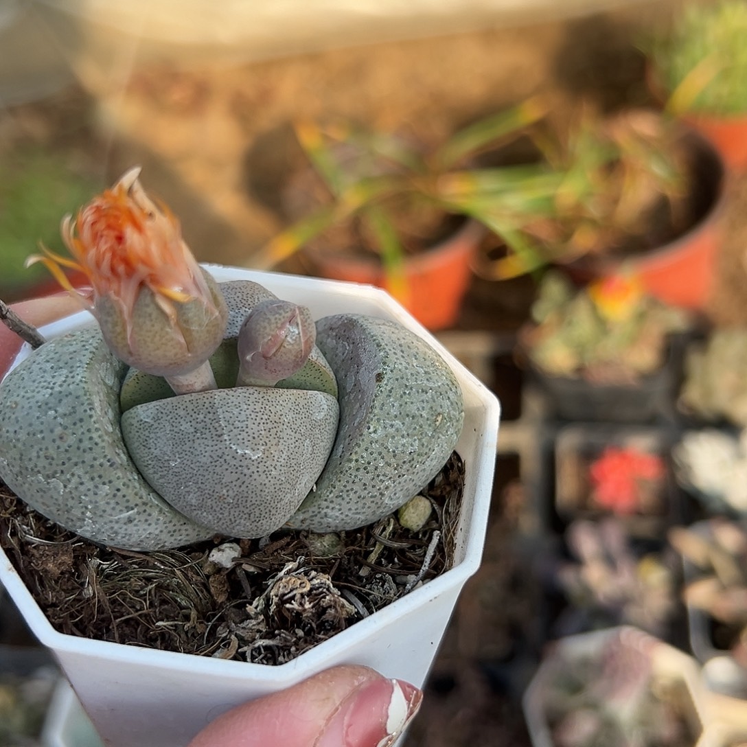 多肉植物绿帝玉开花