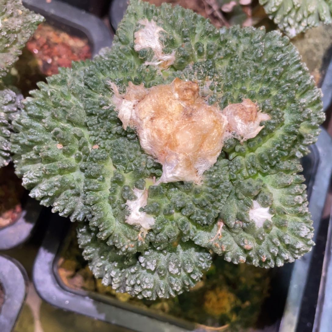 大型宽犹哥斯拉牡丹 仙人球开花