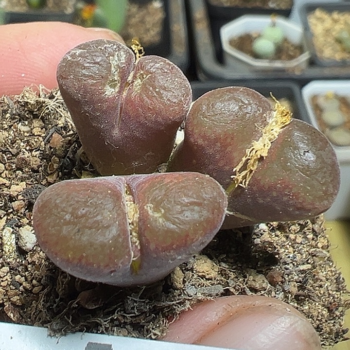 838号有伤特价风铃多肉植物