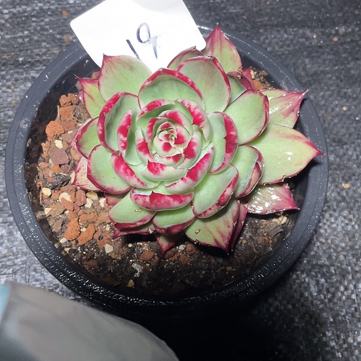 田***19////////////////