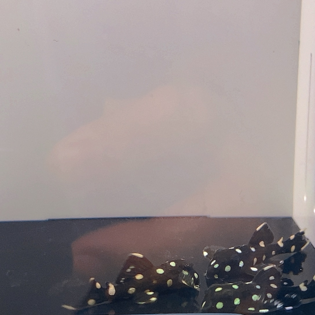 清道夫鱼黑白异型12号