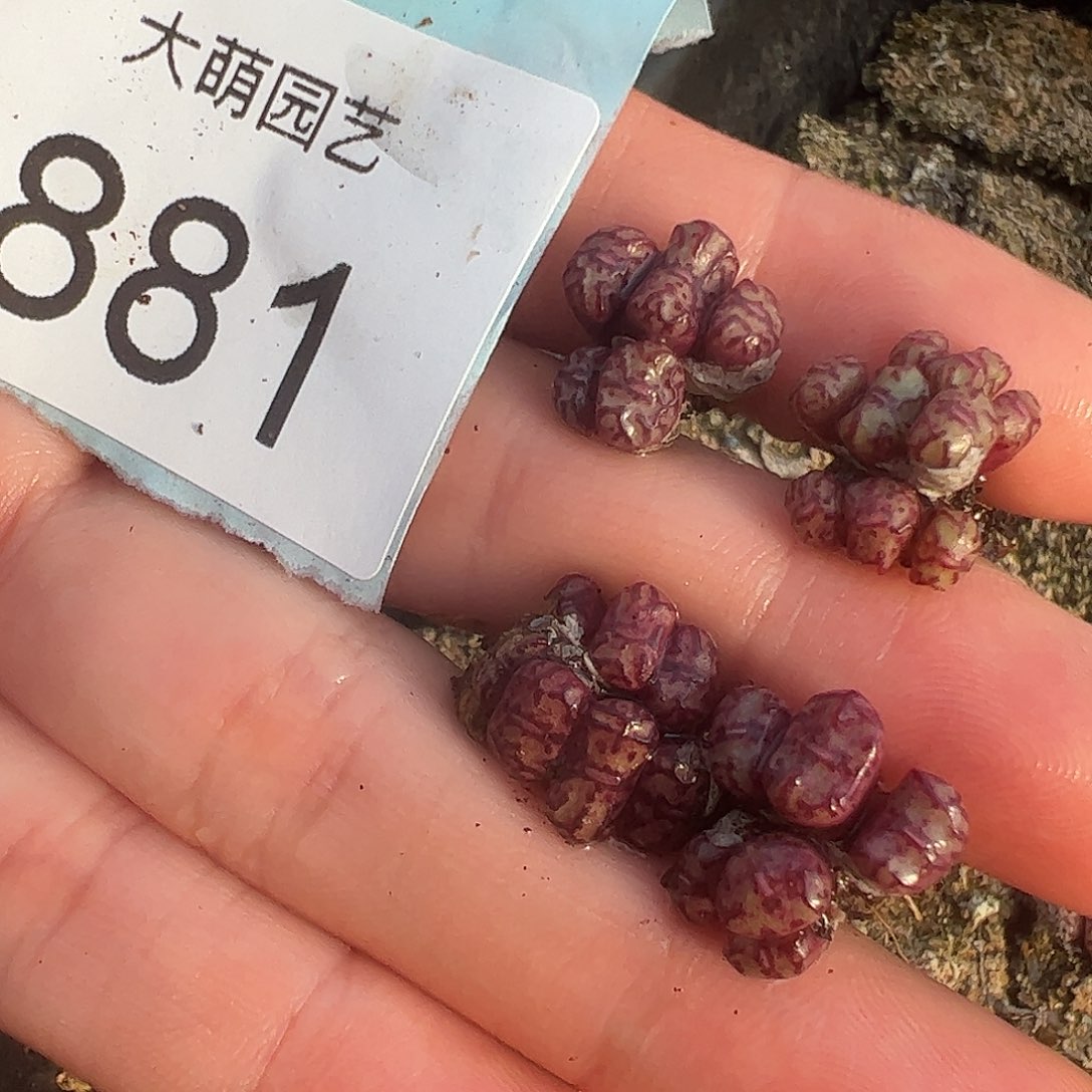 量拍以下2颗CR1004红宝石安贞。 881