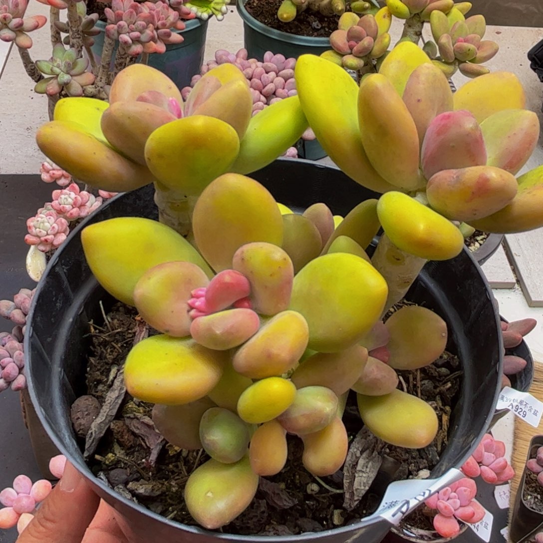 ල***࿐922芒果奶10cm多肉植物