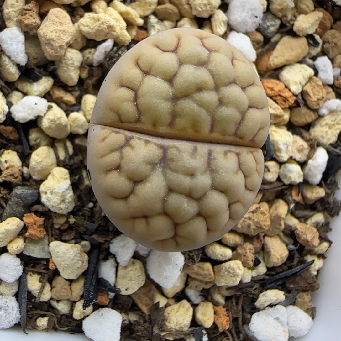 脑纹黄绿美清框福利30包邮