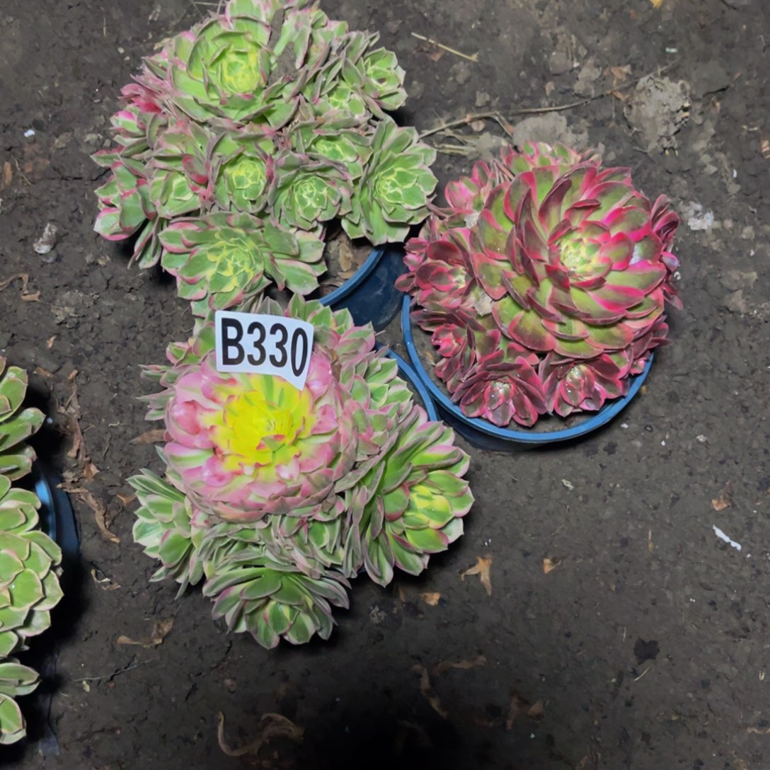 三盆法师26–19包邮