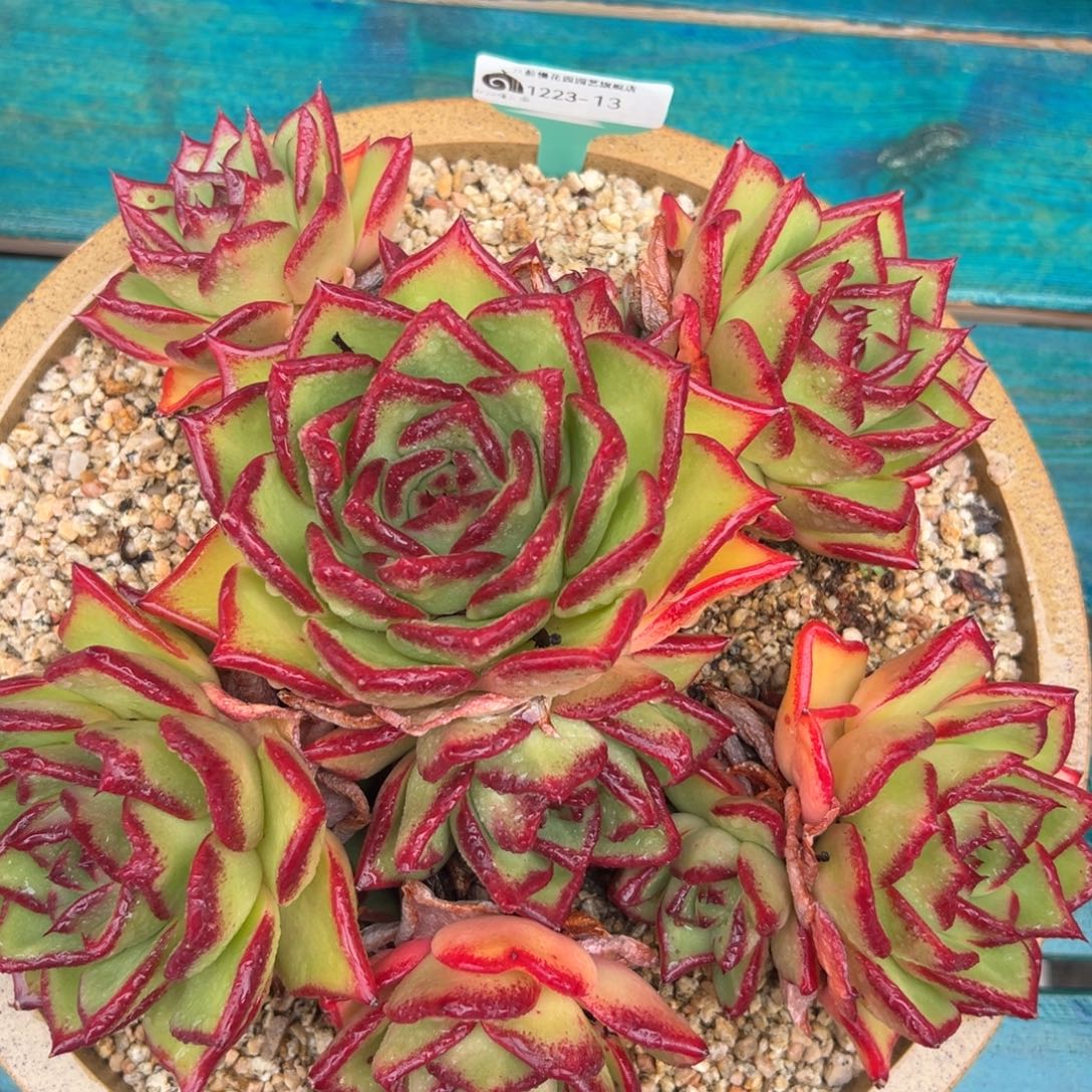 从前慢花园多肉编号1223-13