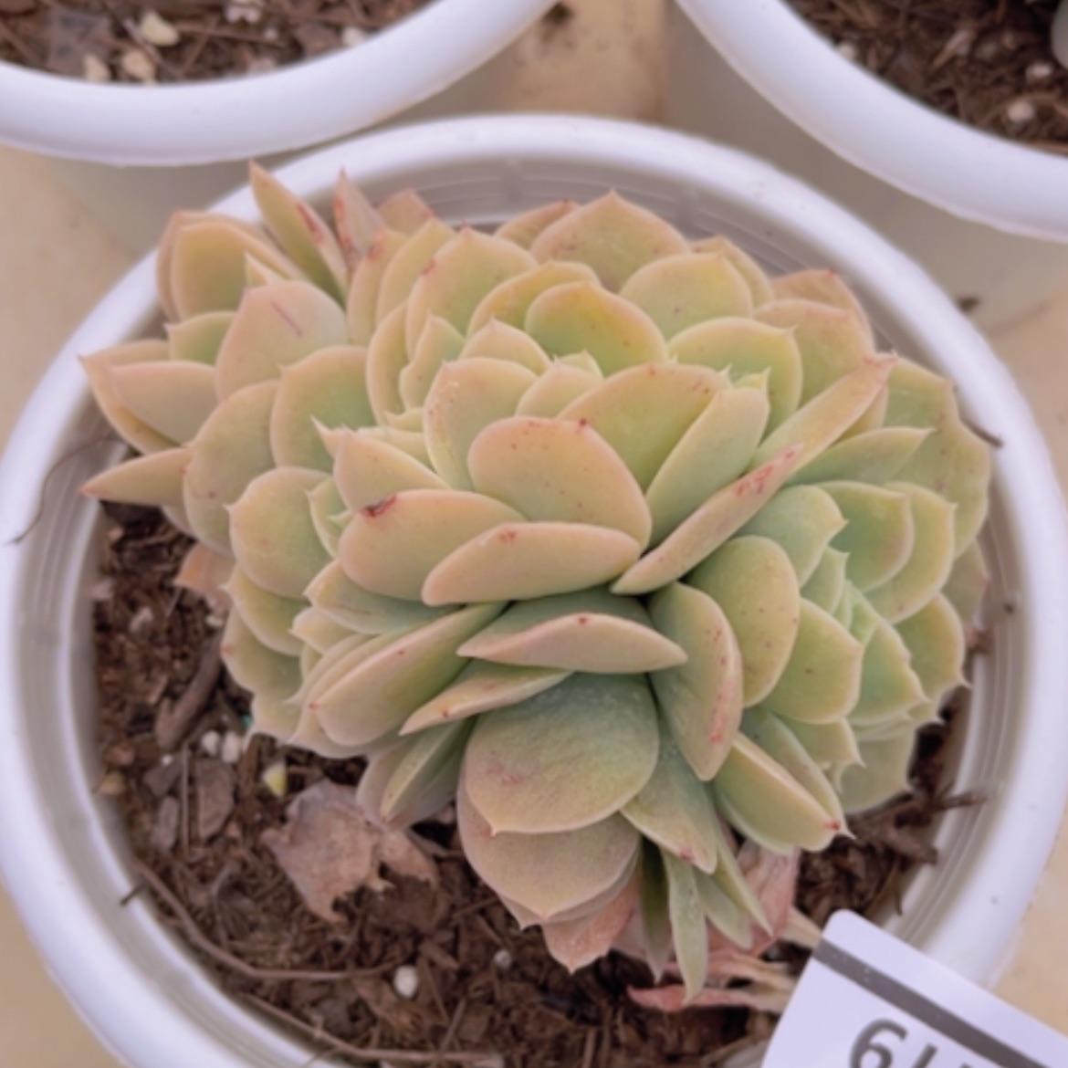 【闪购商品】星纳塔缀0419