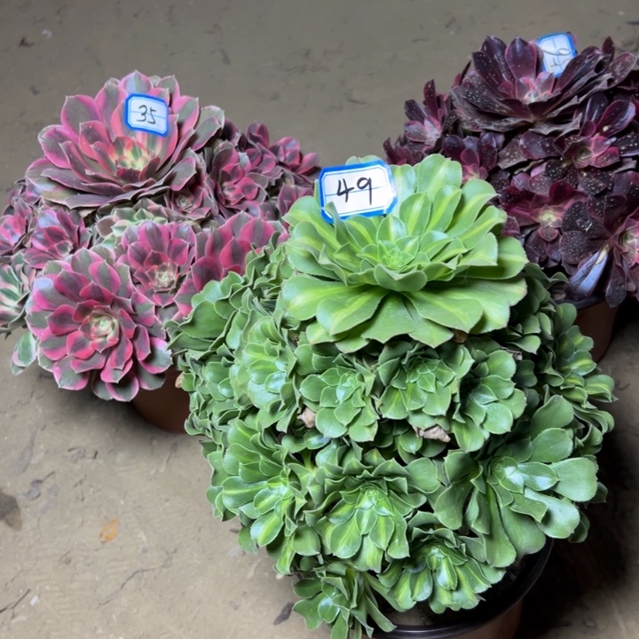 多肉植物三个法师49