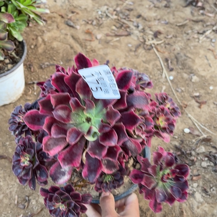 觅***蜜175美杜莎大手捧1