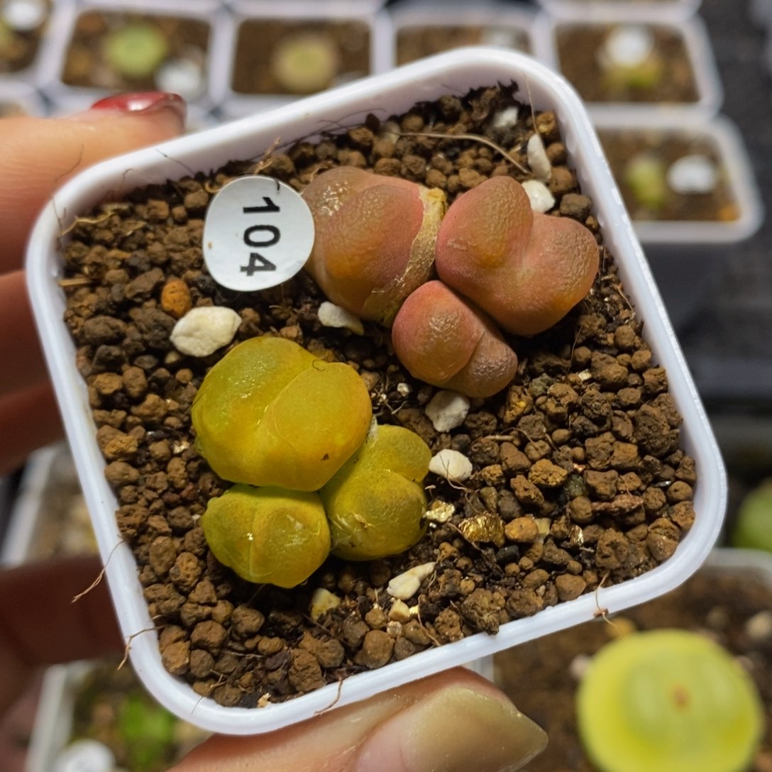 3颗两颗（多肉植物