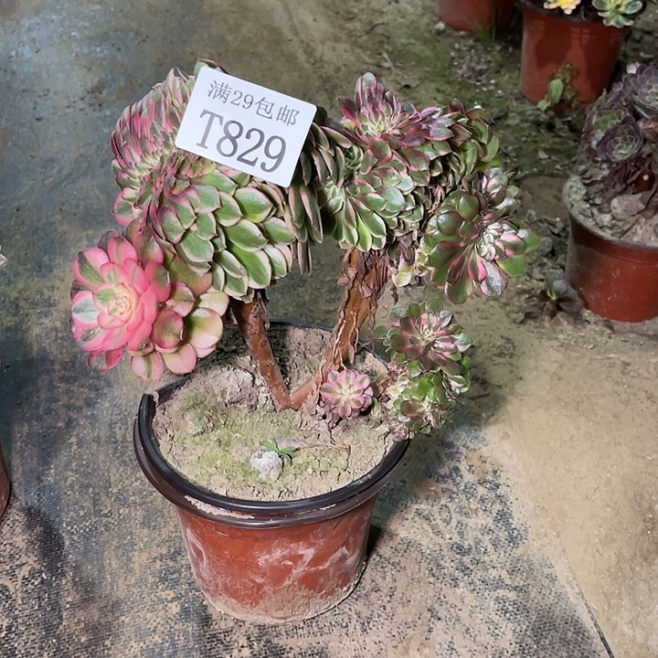 829荔枝缀  多肉植物     