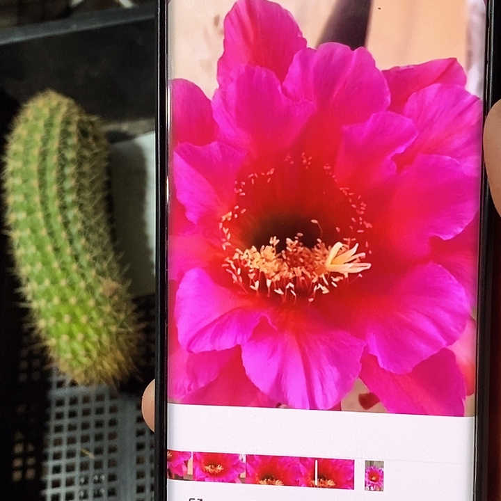 毛 飞龙/侧芽歪20包邮/