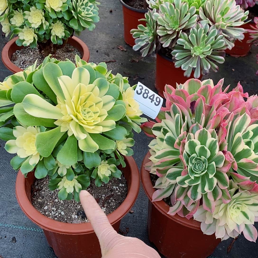 红陶3849辛尼亚白风多肉