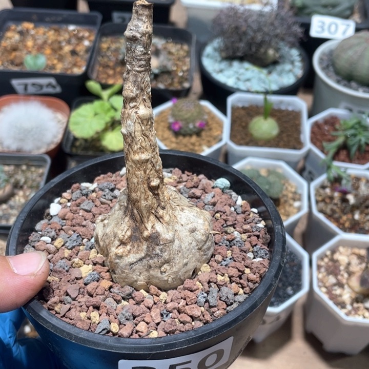 350泰国火桐块根