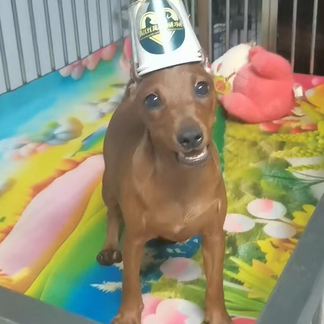 045-03。迷你宾莎犬迷你杜宾