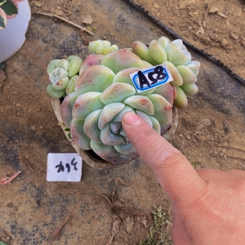 冰玉多肉植物58多肉