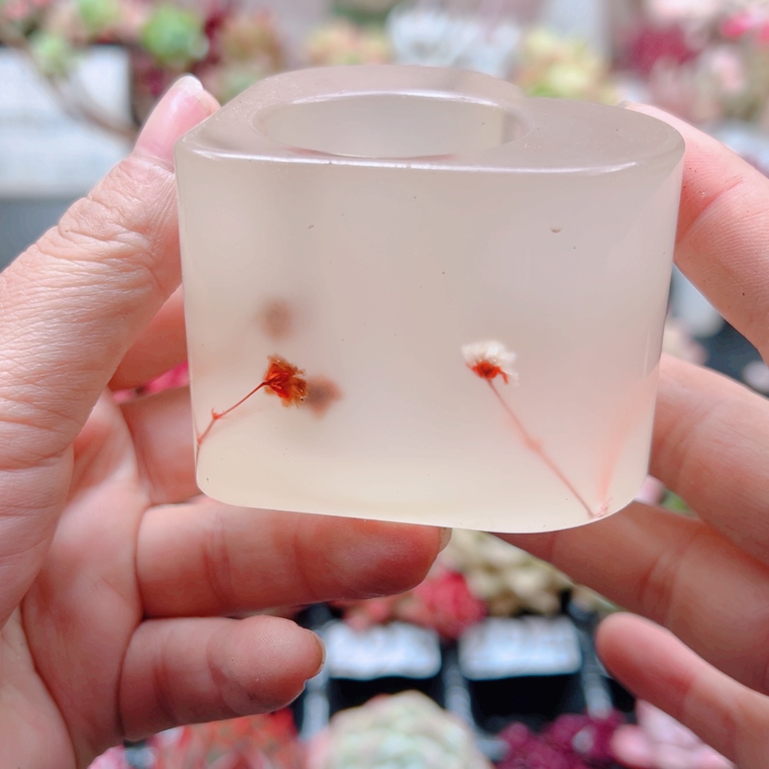 无土栽培多肉植物