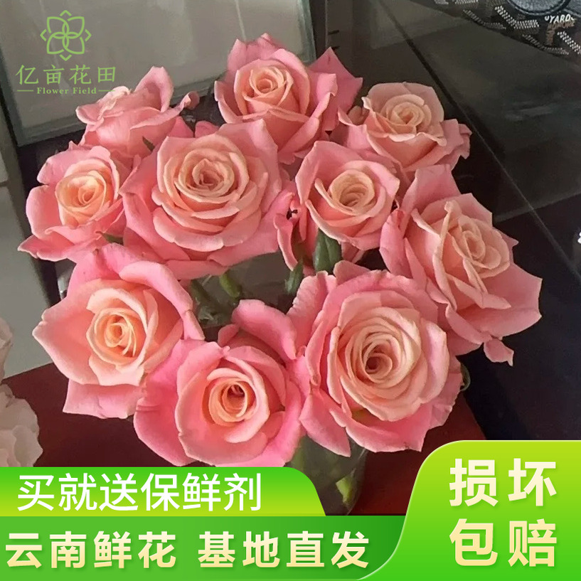 【朱小姐玫瑰20支】云南鲜花 全店任意两件升级顺丰送货上门