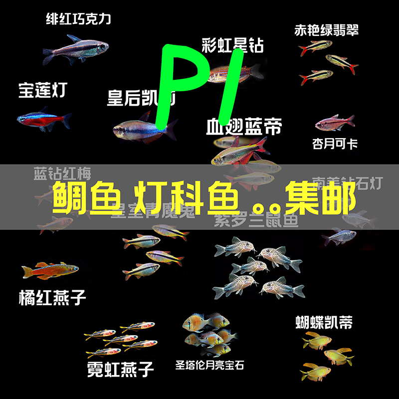 观赏鱼集邮小型灯科鱼南美食土鲷热带鱼集邮组合