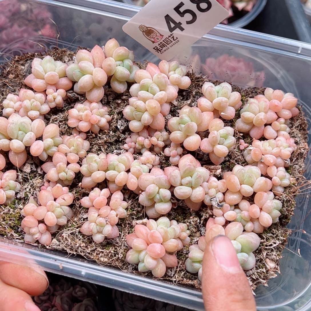 多肉植物多肉植物