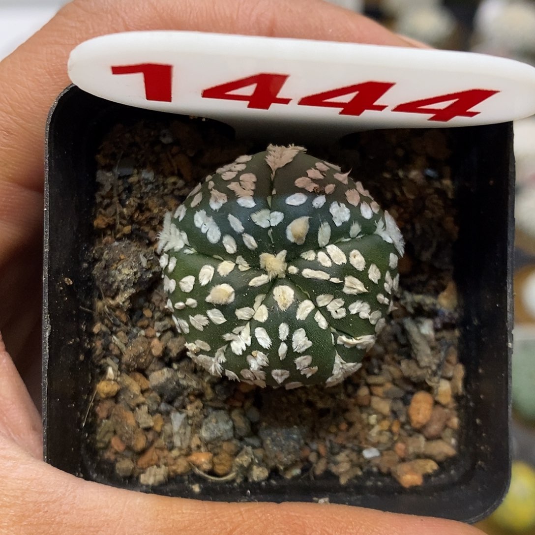 1444福利特价咯啦了