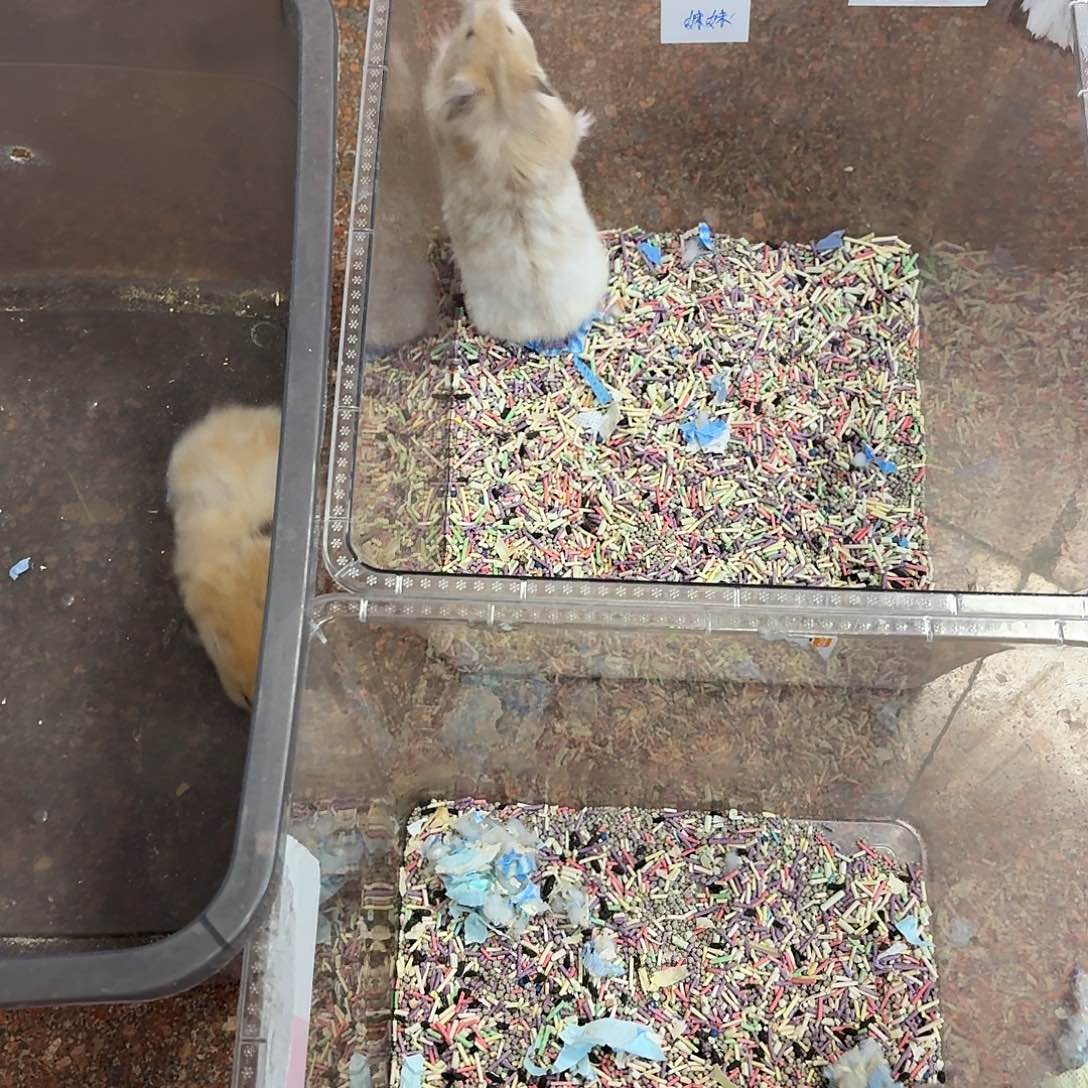 直播间挑选金丝熊