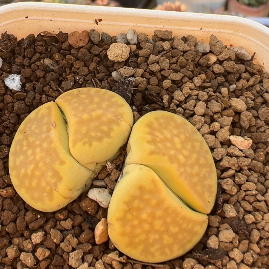 105多肉植物百科植物
