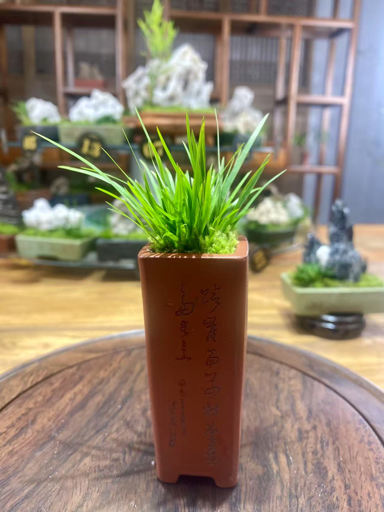 贵船苔菖蒲微景观