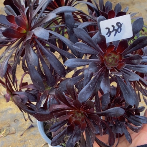 魔法师多肉植物338多肉