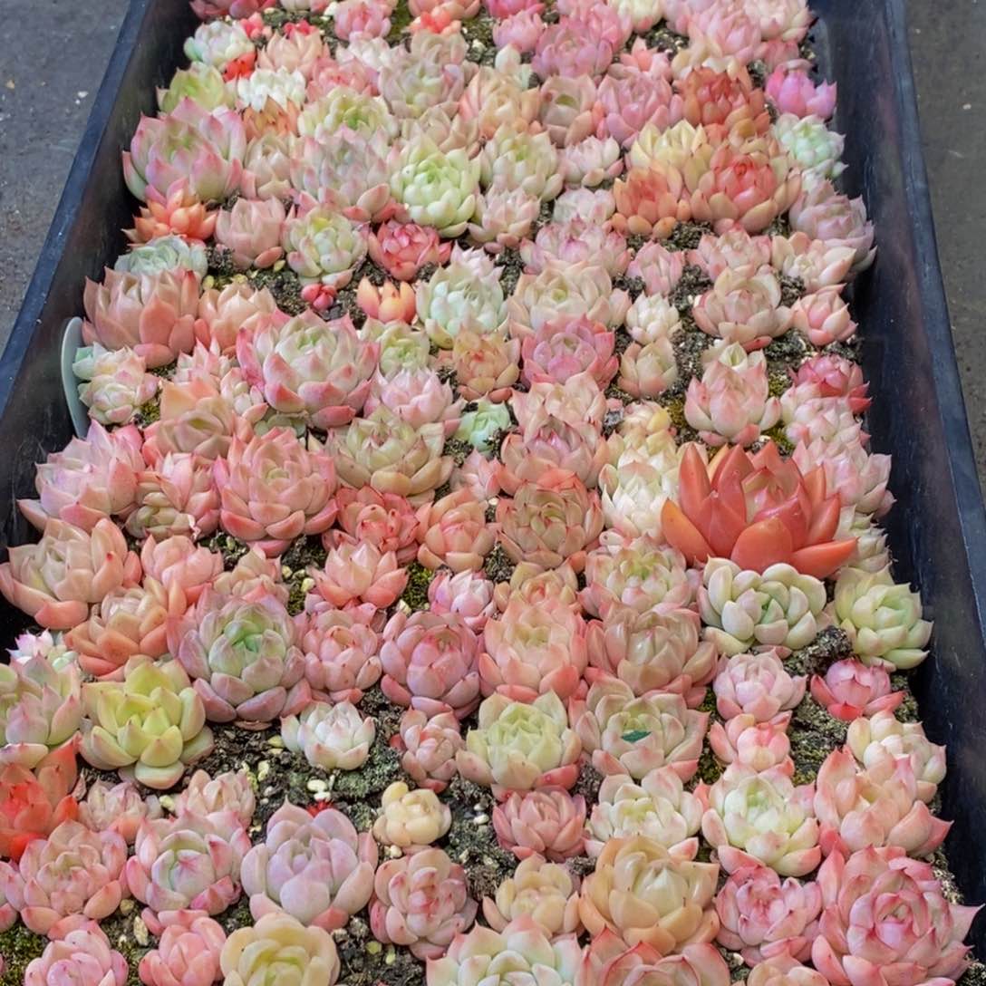 025多肉植物保护研究所所长助理