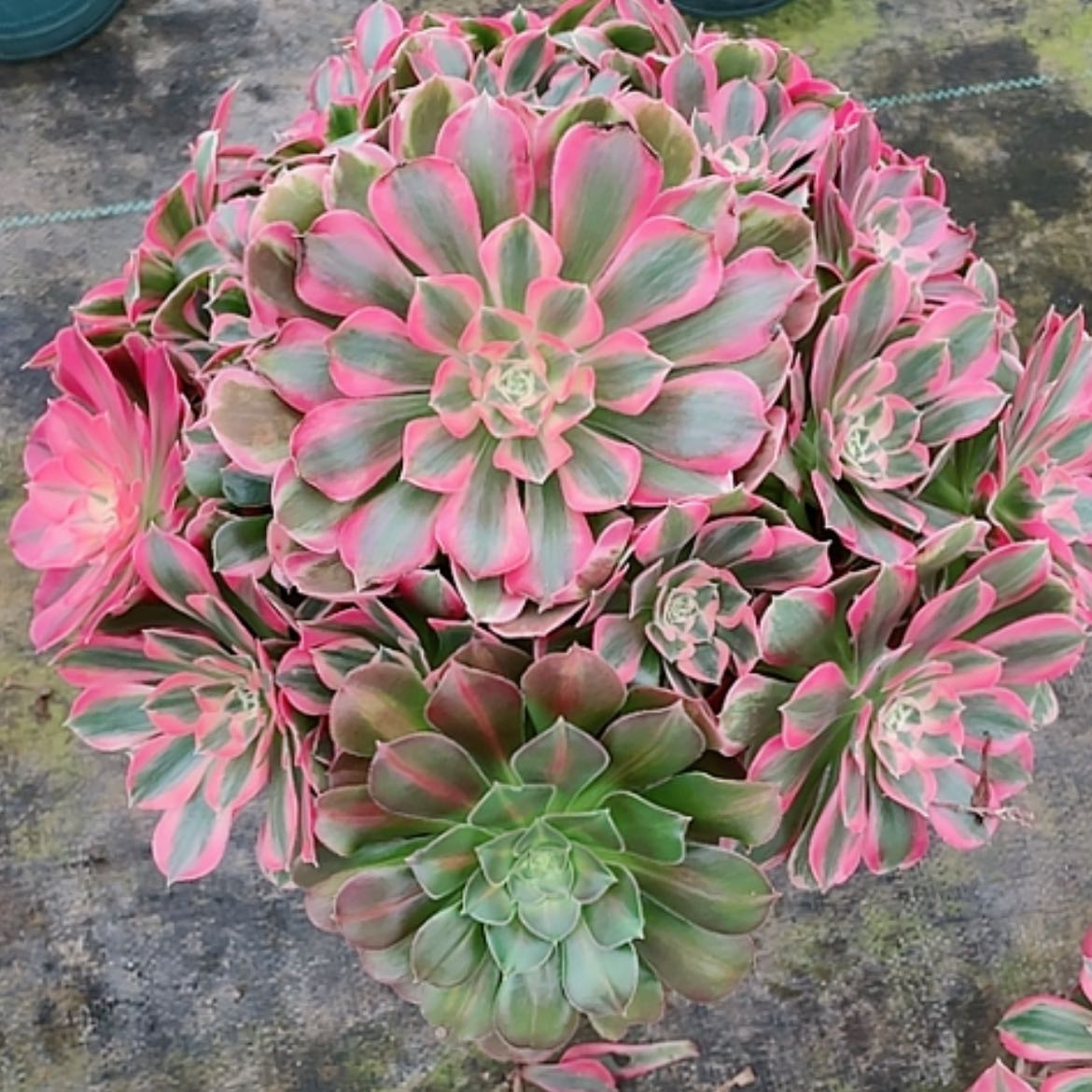 【闪购商品】法师好看也好养