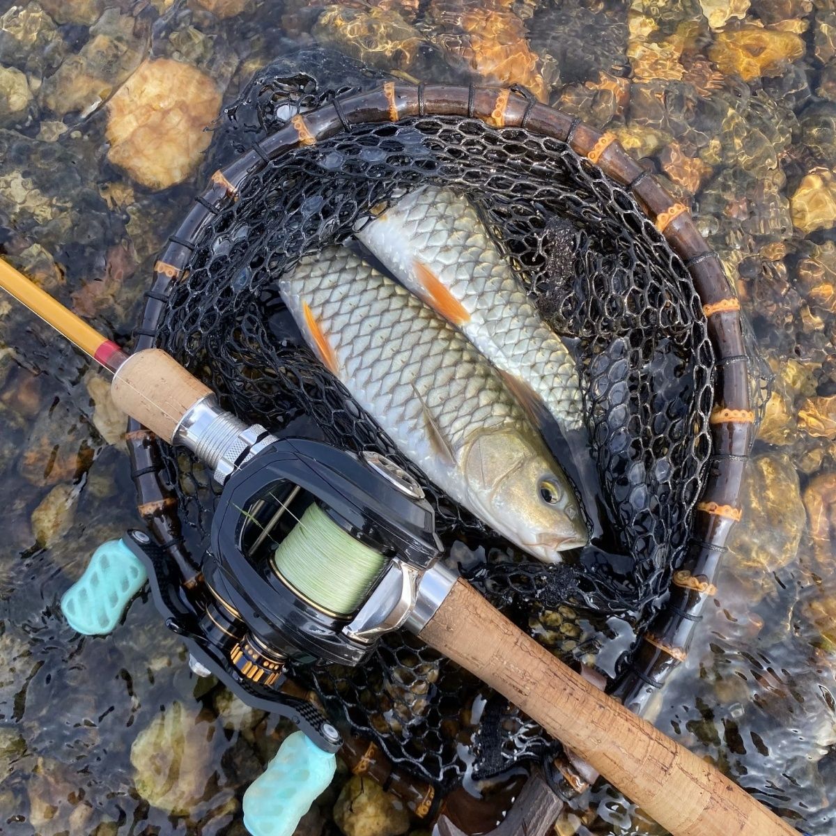 军鱼广西桂林2斤溪流野生真空冰鲜发货大小搭配军鱼顺丰包邮速冻