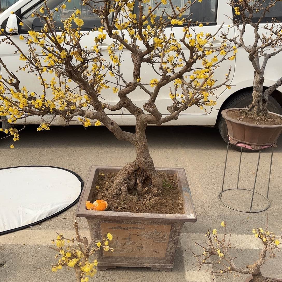 无花朵腊梅盆景盆栽植物