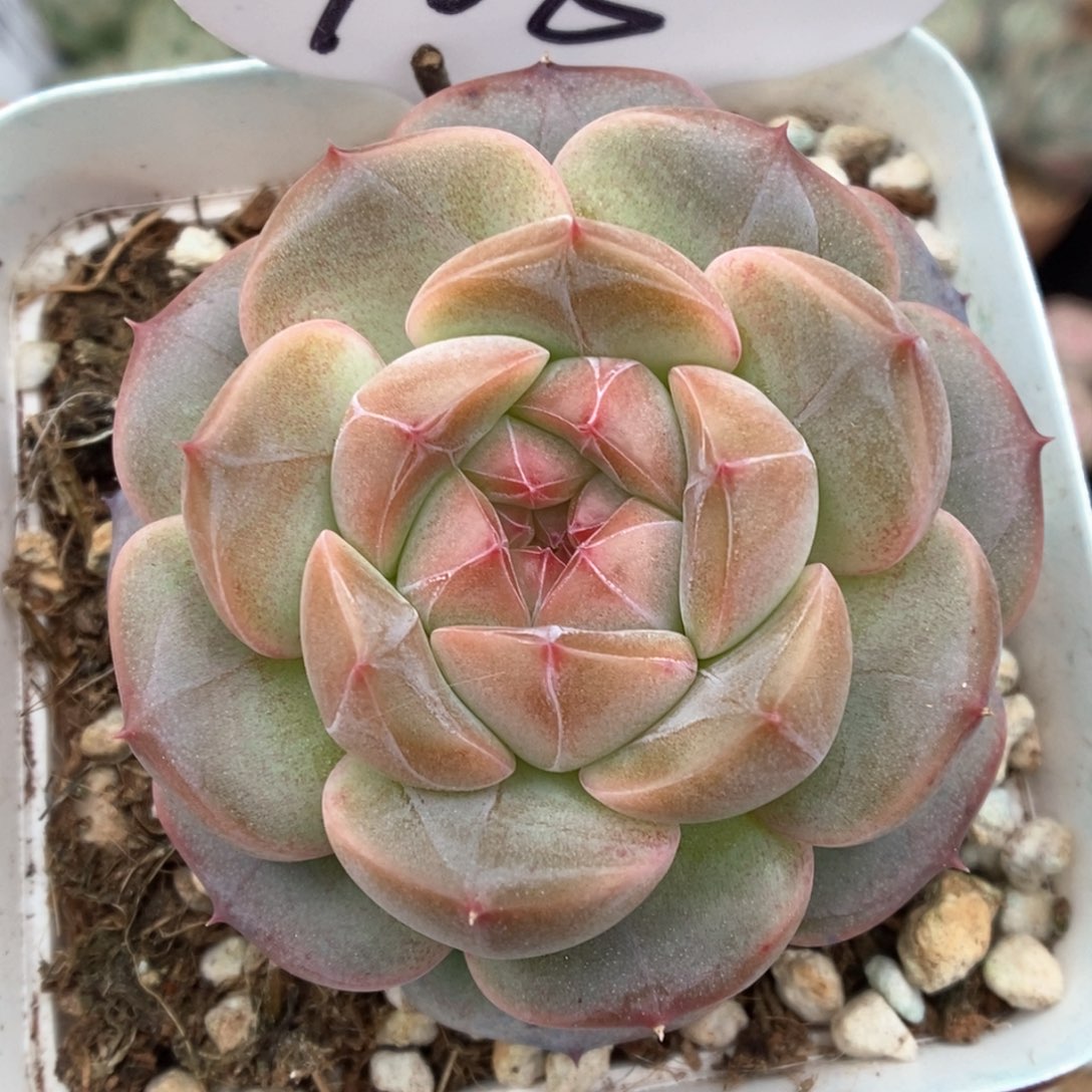 梦岚可拍908号。     