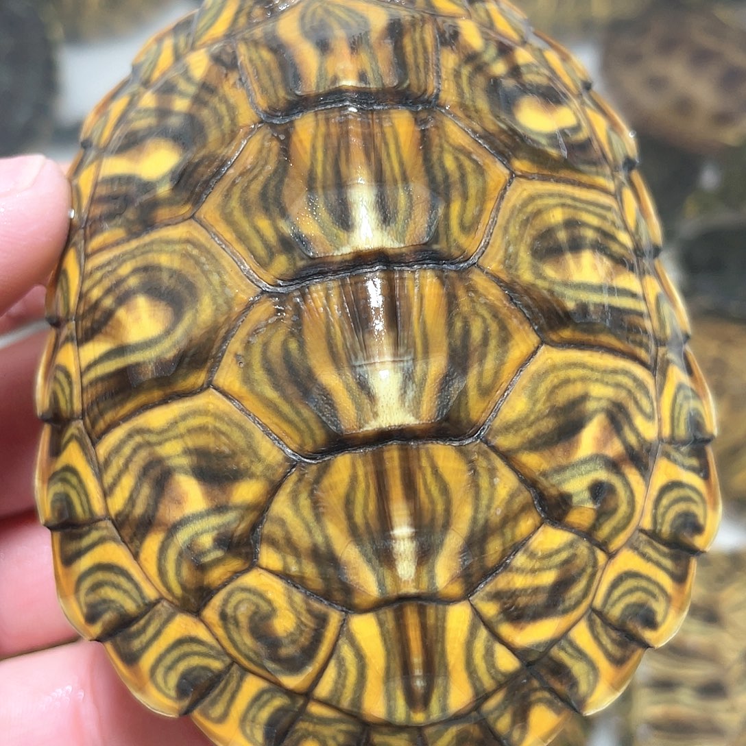 宠物龟不分公母8.5