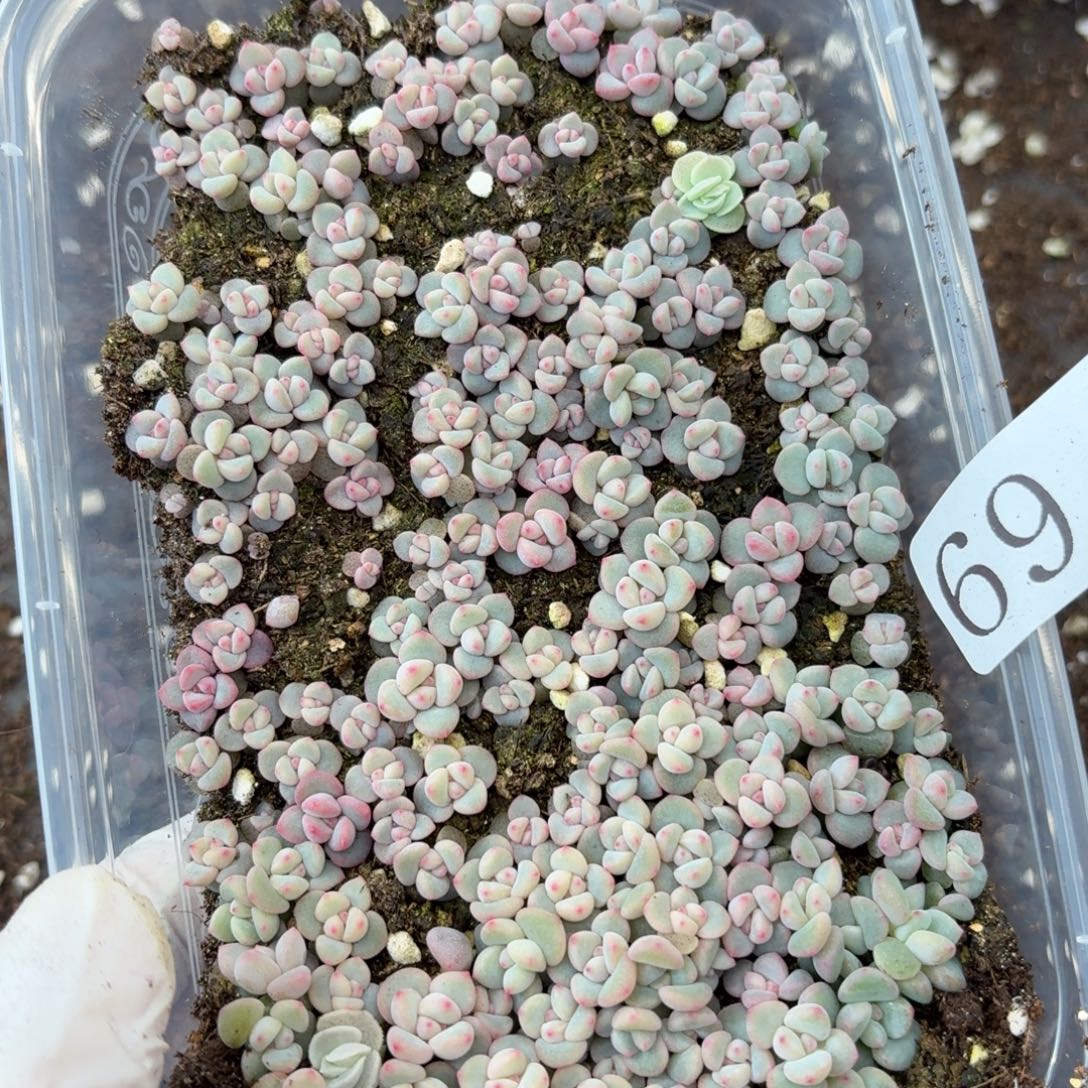 星***星多肉植物多肉植物69