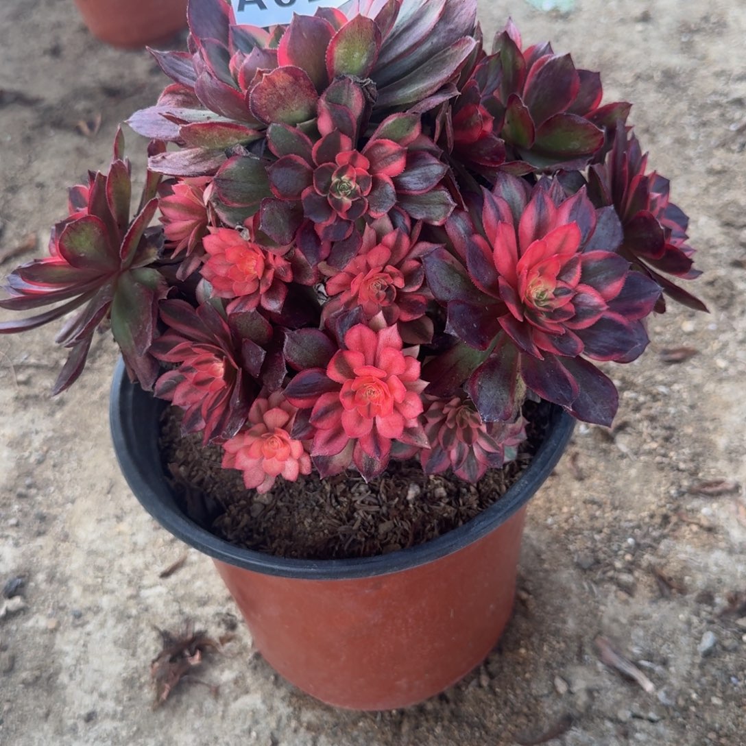 028黑魔锦 多肉植物