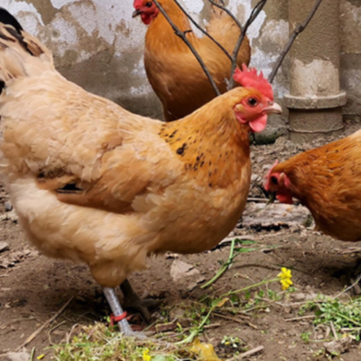 散养纯粮土鸡蛋60枚