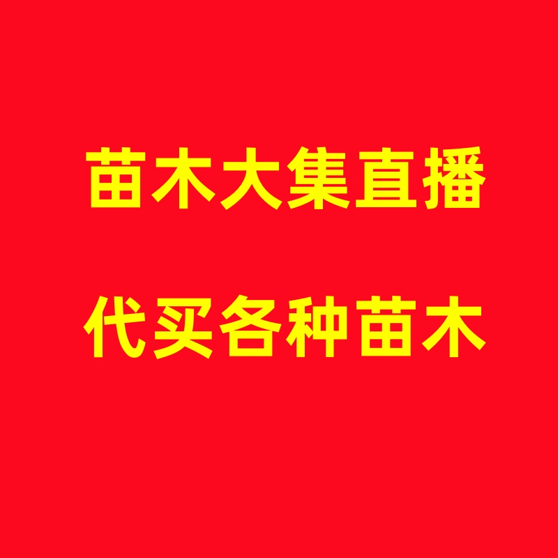 苗木大集代买代购直播间樱桃桃树李子柿子葡萄树苗