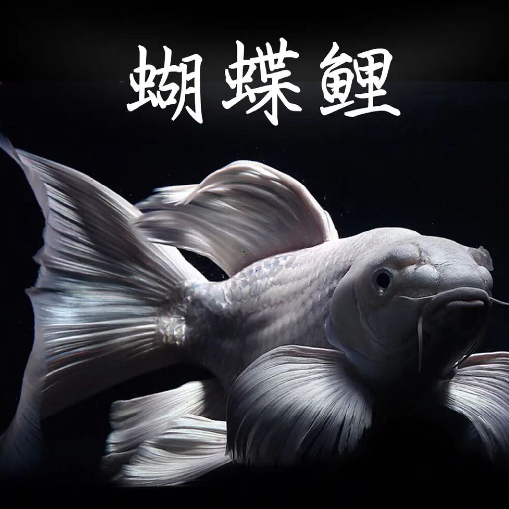 微瑕蝴蝶鲤特价1条链接