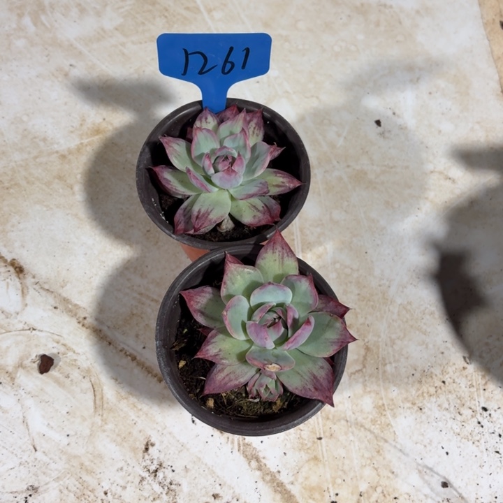 1261小外翻惊鸿2个