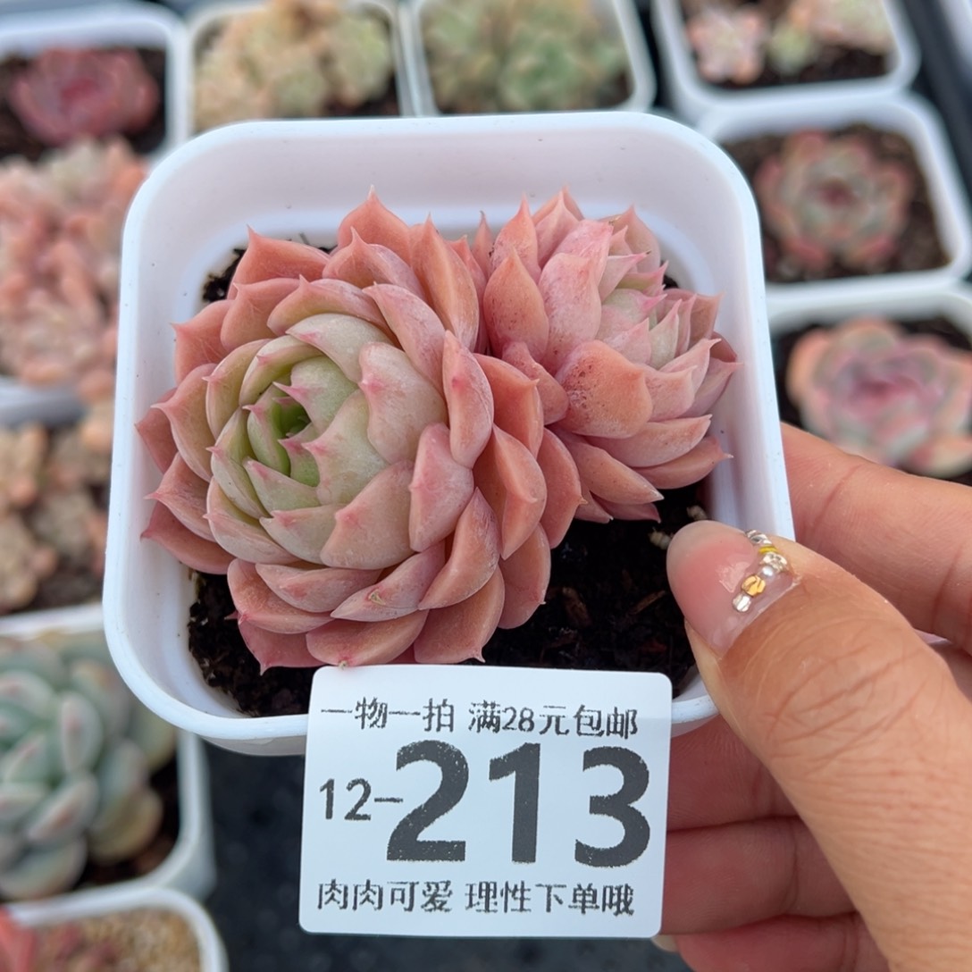 昂斯诺多肉多肉多肉