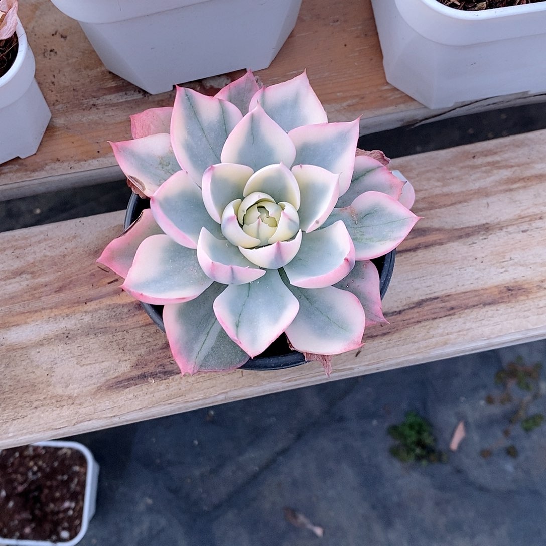 阿美星锦多肉植物老桩