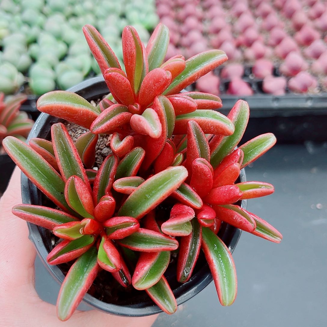 大红背胶草71111111