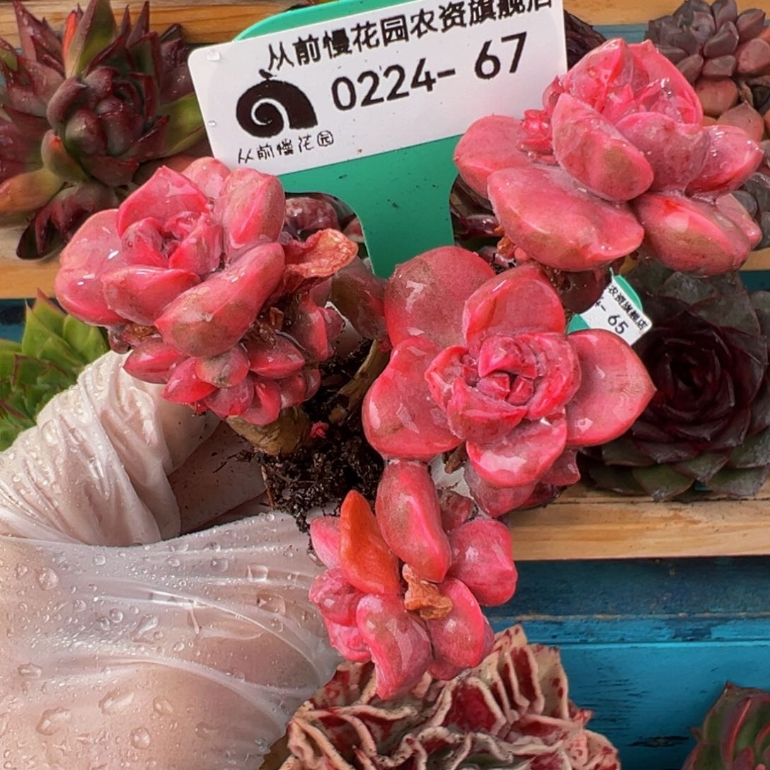 从前慢多肉精选编号0224.67