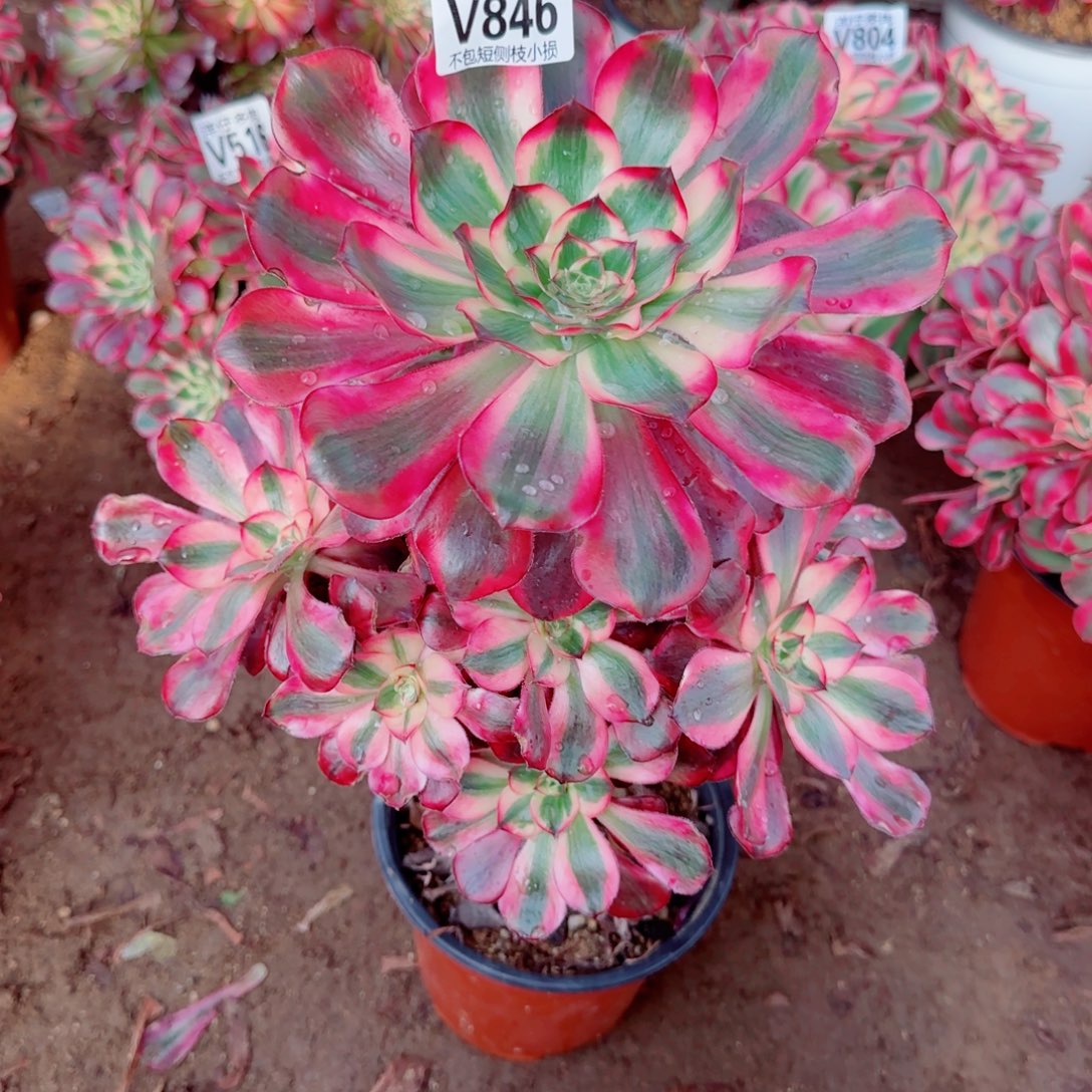 五毒白法师846冠幅20