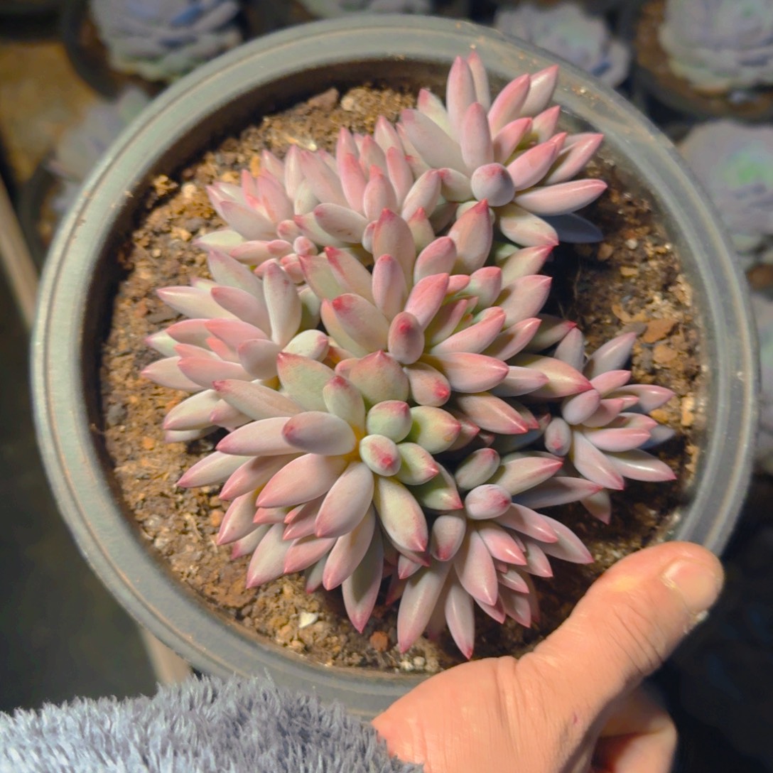 虞美人手捧对肉13356889