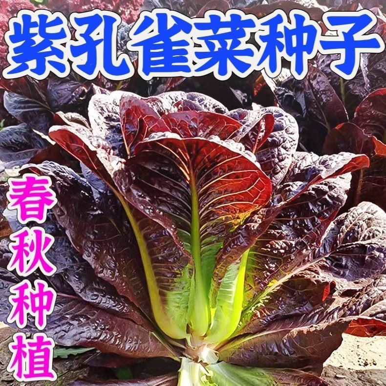 紫孔雀菜种子紫罗马生菜包心生菜种籽四季种高钙营养蔬菜种子大全