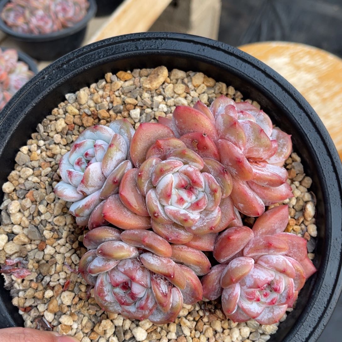 一物一拍不支持退换